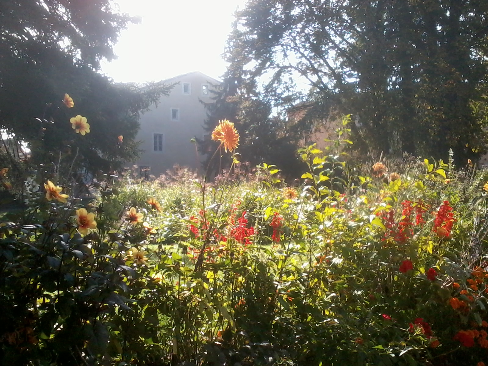 Massif de fleurs Tournus